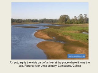 An estuary is the wide part of a river at the place where it joins the
sea. Picture: river Umia estuary, Cambados, Galicia
ADELA LEIRO-CC-BY-SA
 