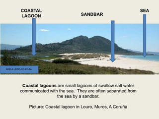 Coastal lagoons are small lagoons of swallow salt water
communicated with the sea. They are often separated from
the sea by a sandbar.
Picture: Coastal lagoon in Louro, Muros, A Coruña
COASTAL
LAGOON SANDBAR
SEA
ADELA LEIRO-CC-BY-SA
 