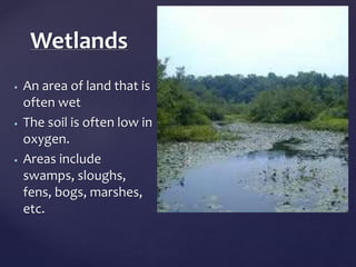 Wetlands 
• An area of land that is 
often wet 
• The soil is often low in 
oxygen. 
• Areas include 
swamps, sloughs, 
fens, bogs, marshes, 
etc. 
 