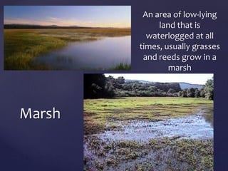 An area of low-lying 
land that is 
waterlogged at all 
times, usually grasses 
and reeds grow in a 
marsh 
Marsh 
 