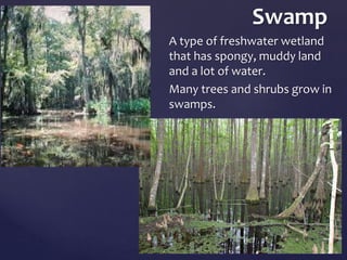 Swamp 
A type of freshwater wetland 
that has spongy, muddy land 
and a lot of water. 
Many trees and shrubs grow in 
swamps. 
	 
 