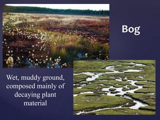 Bog 
Wet, muddy ground, 
composed mainly of 
decaying plant 
material 
 