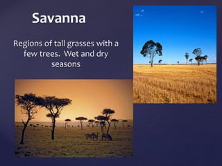 Savanna 
Regions of tall grasses with a 
few trees. Wet and dry 
seasons 
 