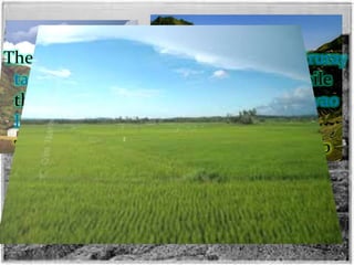 The Lanao-Bukidnon plateau and the Tiruray
table land are the principal plateaus while
the Cotabato Valley and the Agusan-Davao
Lowland are the principal plains.
The coastal plains through-out Mindanao
are also suitable for agriculture and are
centers of settlements.
 
