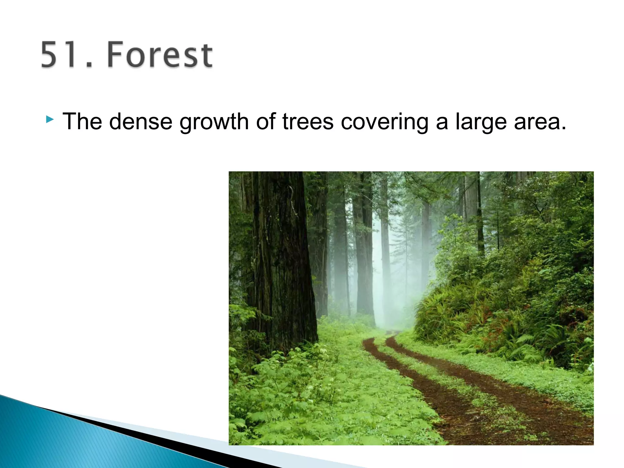 The dense growth of trees covering a large area.
 
