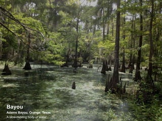 Bayou
Adams Bayou, Orange, Texas
A slow-moving body of water
 
