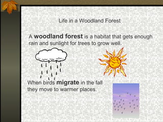 Life in a Woodland Forest
A woodland forest is a habitat that gets enough
rain and sunlight for trees to grow well.
When birds migrate in the fall
they move to warmer places.
 