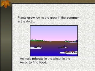 Plants grow low to the grow in the summer
in the Arctic.
Animals migrate in the winter in the
Arctic to find food.
 