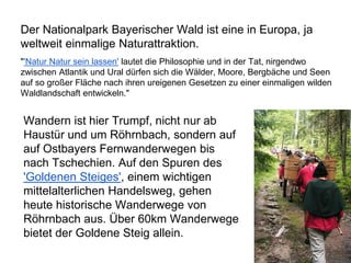 Der Nationalpark Bayerischer Wald ist eine in Europa, ja
weltweit einmalige Naturattraktion.
"'Natur Natur sein lassen' lautet die Philosophie und in der Tat, nirgendwo
zwischen Atlantik und Ural dürfen sich die Wälder, Moore, Bergbäche und Seen
auf so großer Fläche nach ihren ureigenen Gesetzen zu einer einmaligen wilden
Waldlandschaft entwickeln."
Wandern ist hier Trumpf, nicht nur ab
Haustür und um Röhrnbach, sondern auf
auf Ostbayers Fernwanderwegen bis
nach Tschechien. Auf den Spuren des
'Goldenen Steiges', einem wichtigen
mittelalterlichen Handelsweg, gehen
heute historische Wanderwege von
Röhrnbach aus. Über 60km Wanderwege
bietet der Goldene Steig allein.
 