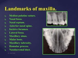 Landmarks of maxilla.
 Median palatine suture.
 Nasal fossa.
 Nasal septum.
 Anterior nasal spine.
 Incisive foramen.
 Lateral fossa.
 Maxillary sinus.
 Malar bone.
 Maxillary tubrosity.
 Hamular process.
 Nasolacremal duct.
Dr. Amr Saad
 