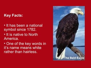 Key Facts:
• It has been a national
symbol since 1782.
• It is native to North
America.
• One of the key words in
it’s name means white
rather than hairless.