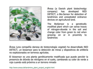 http://www.aresa.dk/landmine_plant_project_english.html A resa (a Danish plant biotechnolgy company) has developed RED DETECT, a Bio­Sensor for detection of landmines and unexploded ordnance devices on agricultural land.  The BioSensor is a genetically modified plant which can sense traces of nitrogen-dioxide in the soil and change color from green to red when growing on or in proximity to landmines A resa (una compañía danesa de biotecnología vegetal) ha desarrollado RED DETECT, un biosensor para la detección de minas y dispositivos de artillería no explosionados en terrenos agrícolas.  El biosensor es una planta genéticamente modificada que puede percibir la presencia de dióxido de nitrógeno en el suelo, cambiando su color de verde a rojo cuando está próxima a un terreno minado 