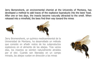 Jerry Bomenshenk, an environmental chemist at the University of Montana, has developed a method to add traces of the explosive byproducts into the bees' food. After one or two days, the insects become  naturally   attracted to the smell. When released into a minefield, the bees find their way toward the mines J erry Bromenshenk,  un químico medioambiental de la Universidad de Montana, ha desarrollado un método que consiste en añadir restos de los subproductos explosivos en el alimento de las abejas. Tras varios días, los insectos se sienten naturalmente atraídos por el olor. Cuando son liberadas en un campo minado, las abejas vuelan en dirección a las minas 