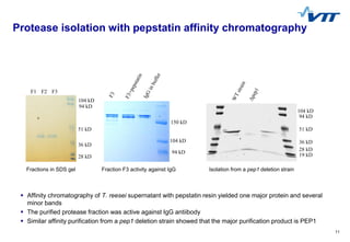 11
Protease isolation with pepstatin affinity chromatography
 Affinity chromatography of T. reesei supernatant with pepst...