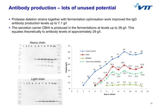 17
Antibody production – lots of unused potential
 Protease deletion strains together with fermentation optimisation work...