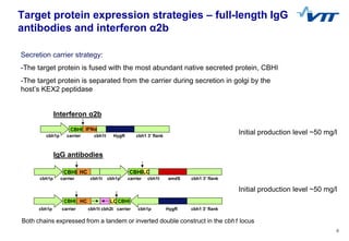 5
Target protein expression strategies – full-length IgG
antibodies and interferon α2b
cbh1p carrier cbh1t HygR cbh1 3’ fl...