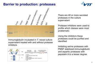 08/04/2016 6
Barrier to production: proteases
There are 40 or more secreted
proteases in the culture
supernatant
Protease ...