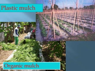 Plastic mulch
Organic mulch
 