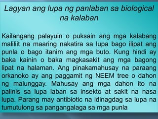 Lagyan ang lupa ng panlaban sa biological
na kalaban
Kailangang palayuin o puksain ang mga kalabang
maliliit na maaring nakatira sa lupa bago ilipat ang
punla o bago itanim ang mga buto. Kung hindi ay
baka kainin o baka magkasakit ang mga bagong
lipat na halaman. Ang pinakamahusay na paraang
orkanoko ay ang paggamit ng NEEM tree o dahon
ng malunggay. Mahusay ang mga dahon ito na
palinis sa lupa laban sa insekto at sakit na nasa
lupa. Parang may antibiotic na idinagdag sa lupa na
tumutulong sa pangangalaga sa mga punla
 