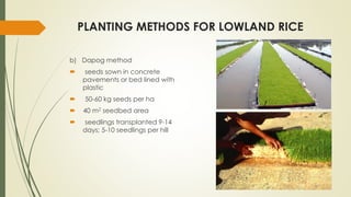 LAND PREPARATION AND PLANTING PRACTICES.pdf