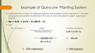 Quincunx System.drawing LAND PREPARATION AND PLANTING PRACTICES.pdf