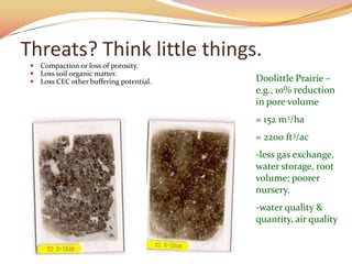 Threats? Think little things.
  Compaction or loss of porosity.
  Loss soil organic matter.
  Loss CEC other buffering potential.   Doolittle Prairie –
                                         e.g., 10% reduction
                                         in pore volume
                                         = 152 m3/ha
                                         = 2200 ft3/ac
                                         -less gas exchange,
                                         water storage, root
                                         volume; poorer
                                         nursery.
                                         -water quality &
                                         quantity, air quality
 