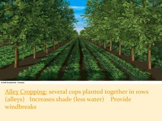 Alley Cropping: several cops planted together in rows
(alleys) Increases shade (less water) Provide
windbreaks
 