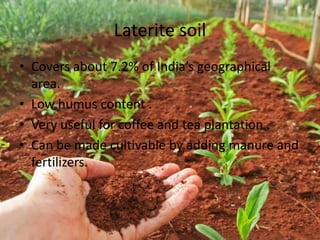 Laterite soil
• Covers about 7.2% of India’s geographical
area.
• Low humus content .
• Very useful for coffee and tea plantation .
• Can be made cultivable by adding manure and
fertilizers.
 