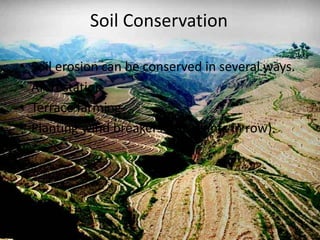Soil Conservation
• Soil erosion can be conserved in several ways.
• Aforestation
• Terrace farming
• Planting wind breakers (the plants in row).
 