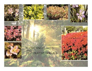 FLOWERING PLANTS
AND
DECORATIVE SHRUBS
 