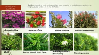 Shrub - A shrub or bush is distinguished from a tree by its multiple stems and shorter
height, usually under 5–6 m (15–20 ...