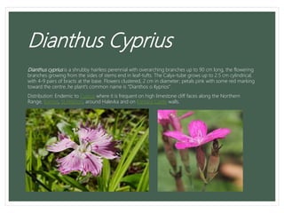 Dianthus Cyprius
Dianthus cyprius is a shrubby hairless perennial with overarching branches up to 90 cm long, the flowering
branches growing from the sides of stems end in leaf-tufts. The Calyx-tube grows up to 2.5 cm cylindrical,
with 4-9 pairs of bracts at the base. Flowers clustered, 2 cm in diameter; petals pink with some red marking
toward the centre..he plant's common name is "Dianthos o Kyprios".
Distribution: Endemic to Cyprus where it is frequent on high limestone cliff faces along the Northern
Range, Kornos, St Hilarion, around Halevka and on Kantara Castle walls.
 