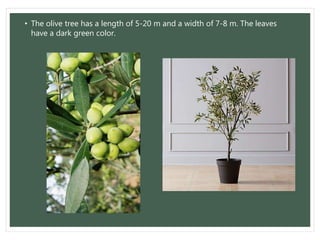 • The olive tree has a length of 5-20 m and a width of 7-8 m. The leaves
have a dark green color.
 
