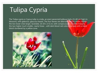 Tulipa Cypria
The Tulipa cypria or Cyprus tulip is a tulip, an erect perennial bulbous herb, 15–40 cm high (in
blossom), with glabrous, glaucous leaves. The four leaves are alternate, simple, entire, fleshy,
the two lower ones larger, laceolate, 10-20 x 2–6 cm, with conspicuously undulate margins,
the two higher much smaller, nearly linear. , with dark blood-red color, internally with a black
blotch bordered by a yellow zone.
 
