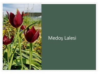 Medoş Lalesi
 