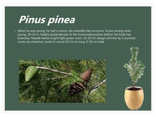 Pinus pinea
• When he was young, he had a round, old umbrella-like structure. Grows strong when
young. 20–25 m. height perpendicular to the horizontal position before the body has
branches. Needle leaves bright light green color, 10-20 cm design and the tip is pointed.
cones are chestnut, ovoid or round 10-15 cm long, 6-10 cm wide
 