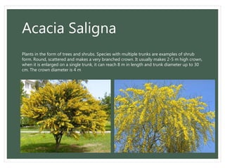 Acacia Saligna
Plants in the form of trees and shrubs. Species with multiple trunks are examples of shrub
form. Round, scattered and makes a very branched crown. It usually makes 2-5 m high crown,
when it is enlarged on a single trunk, it can reach 8 m in length and trunk diameter up to 30
cm. The crown diameter is 4 m
 