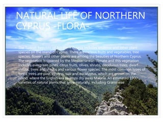 NATURAL LIFE OF NORTHERN
CYPRUS -FLORA-
• The Turkish Republic of Northern Cyprus includes endemic and other plant
species on the island of Cyprus. There are various fruits and vegetables, tree
species, flowers and other plants are among the beauties of Northern Cyprus.
The vegetation is covered by the Mediterranean climate and this vegetation
includes evergreen pines, citrus fruits, olives, shrubs, deciduous trees, dwarf
shrubs, trees and shrubs and various flower species. The most common types of
forest trees are pine, cypress, oak and eucalyptus, which are grown on the
island, where the English-era swamps dry away Malaria. An estimated 1900
varieties of natural plants that grow naturally, including Gramineae
 