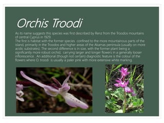 Orchis Troodi
As its name suggests this species was first described by Renz from the Troodos mountains
of central Cyprus in 1929.
The first is habitat with the former species confined to the more mountainous parts of the
island, primarily in the Troodos and higher areas of the Akamas peninsula (usually on more
acidic substrates). The second difference is in size, with the former plant being a
significantly more robust orchid, carrying larger and longer flowers in a generally looser
inflorescence . An additional (though not certain) diagnostic feature is the colour of the
flowers where O. troodi is usually a paler pink with more extensive white marking.
 