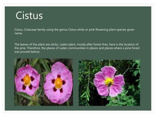 Cistus
Cistus, Cistaceae family using the genus Cistus white or pink flowering plant species given
name.
The leaves of the plant are sticky. Laden plant, mostly after forest fires, here is the location of
the pine. Therefore, the places of Laden communities in places and places where a pine forest
was proved before.
 
