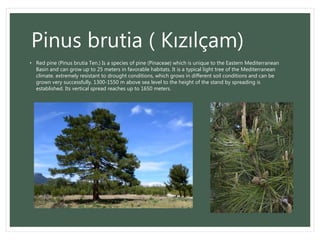Pinus brutia ( Kızılçam)
• Red pine (Pinus brutia Ten.) Is a species of pine (Pinaceae) which is unique to the Eastern Mediterranean
Basin and can grow up to 25 meters in favorable habitats. It is a typical light tree of the Mediterranean
climate. extremely resistant to drought conditions, which grows in different soil conditions and can be
grown very successfully. 1300-1550 m above sea level to the height of the stand by spreading is
established. Its vertical spread reaches up to 1650 meters.
 