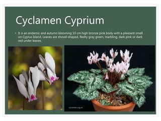 Cyclamen Cyprium
• It is an endemic and autumn blooming 10 cm high bronze pink body with a pleasant smell
on Cyprus Island. Leaves are shovel-shaped, fleshy gray green, marbling, dark pink or dark
red under leaves.
 