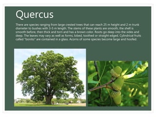 Quercus
There are species ranging from large crested trees that can reach 25 m height and 2 m trunk
diameter to bushes with 3-5 m length. The stems of these plants are smooth, the shell is
smooth before, then thick and torn and has a brown color. Roots go deep into the sides and
deep. The leaves may vary as well as forms, lobed, toothed or straight edged. Cylindrical fruits
called "bonito" are contained in a glass. Acorns of some species become large and hoofed.
 