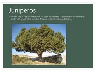Juniperos
• junipers vary in size and shape from tall trees, 20–40 m tall, to columnar or low-spreading
shrubs with long, trailing branches. They are evergreen with needle leaves.
 