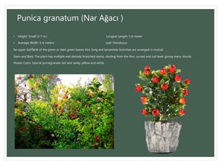 Punica granatum (Nar Ağacı )
• Height: Small (3-7 m.) Longest Length: 5-6 meter
• Average Width: 5-6 meters Leaf: Deciduous
he upper surface of the green or dark green leaves thin, long and lanceolate branches are arranged in mutual.
Stem and Bark: The plant has multiple and densely branched stems, starting from the thin, curved and soil level, giving many shoots
Flower Color: Special pomegranate red and rarely yellow and white.
 