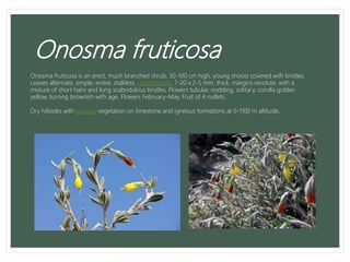 Onosma fruticosa
Onosma fruticosa is an erect, much branched shrub, 30-100 cm high, young shoots covered with bristles.
Leaves alternate, simple, entire, stalkless, oblanceolate, 7-20 x 2-5 mm, thick, margins revolute, with a
mixture of short hairs and long scabridulous bristles. Flowers tubular, nodding, solitary, corolla golden
yellow, turning brownish with age. Flowers February-May. Fruit of 4 nutlets.
Dry hillsides with garigue vegetation on limestone and igneous formations at 0-1100 m altitude.
 