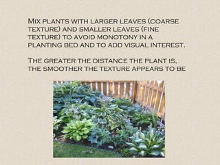 Mix plants with larger leaves (coarse
texture) and smaller leaves (fine
texture) to avoid monotony in a
planting bed and to add visual interest.
The greater the distance the plant is,
the smoother the texture appears to be
 