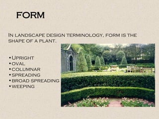 In landscape design terminology, form is the
shape of a plant.
•Upright
•oval
•columnar
•spreading
•broad spreading
•weeping
form
 