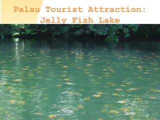 Palau Tourist Attraction:
Jelly Fish Lake
 