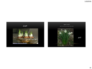 11/8/2018
16
‫االبصال‬
‫الصيفية‬ ‫االبصال‬
‫الزنبق‬ ‫مثل‬ ‫الصيف‬ ‫في‬ ‫وتزهر‬ ‫الربيع‬ ‫في‬ ‫تزرع‬ ‫وهي‬.
‫الزنبق‬
 